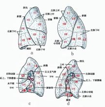 Бронхолегочные сегменты схема